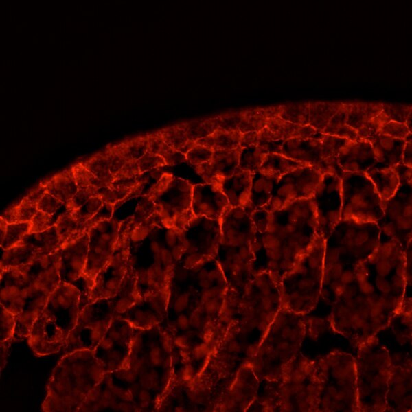 Immunofluorescent image of a stage 17 Xenopus embryo section labeled with DSHB antibody 6B6 against C-cadherin. PMID: 24204686, Fig. S2B'.
